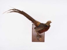 Taxidermy: Two exotic bird specimens