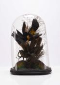 Taxidermy: A late Victorian ornithological display under glass dome
