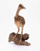 Taxidermy: Southern Cassowary chick (Casuarius casuarius) and a Common Genet (Genetta genetta)