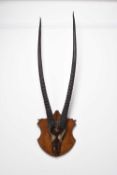 Taxidermy: Gemsbok (Oryx gazella), late Victorian