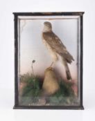 Taxidermy: Two cased bird specimens, Goshawk (Accipiter gentilis) and Moorhen (Gallinula chloropus)