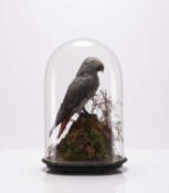 Taxidermy: Two cased exotic bird specimens