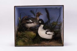 Taxidermy: Two cased British bird displays