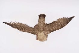 Taxidermy: Juvenile European Herring Gull (Larus argentatus)