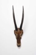 Taxidermy: Two African antelope horn displays