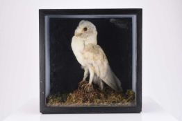 Taxidermy: A Water rail (Rallus aquaticus) and a Barn owl (Tyto alba), both in diorama cases