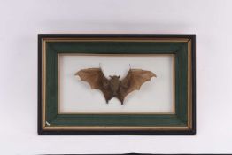 Taxidermy: Lesser short-nosed fruit bat (Cynopterus brachyotis), cased