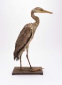 Taxidermy: Grey Heron with caught fish (Ardea cinerea)