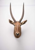Taxidermy: Waterbuck (Kobus ellipsiprymnus) head mount by Roland Ward