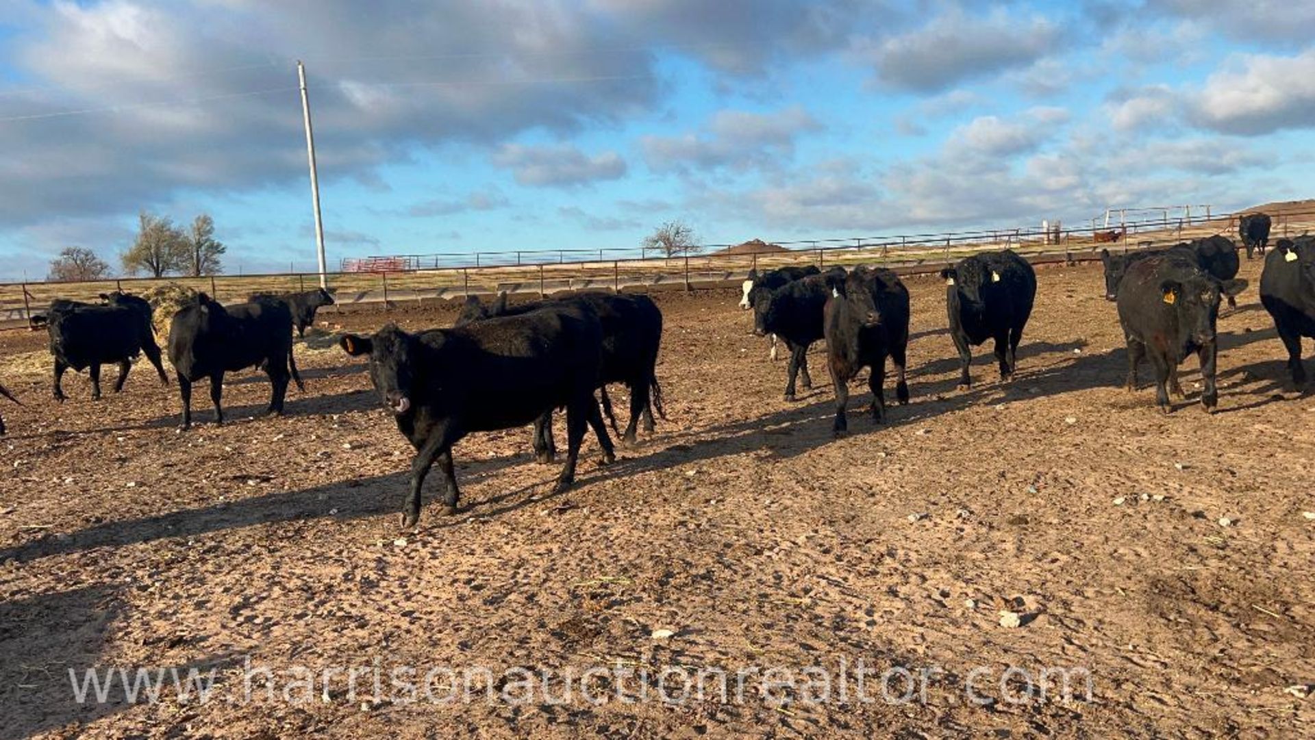 10 Heifers bred to Low Birth Weight Bulls Approx Due on 4-7 - Image 6 of 78