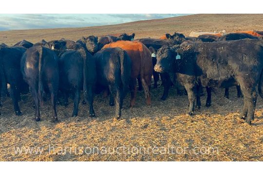 10 Heifers bred to Low Birth Weight Bulls Approx Due on 3-19 - Image 26 of 78