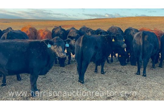 10 AI Bred Heifers - Image 33 of 100