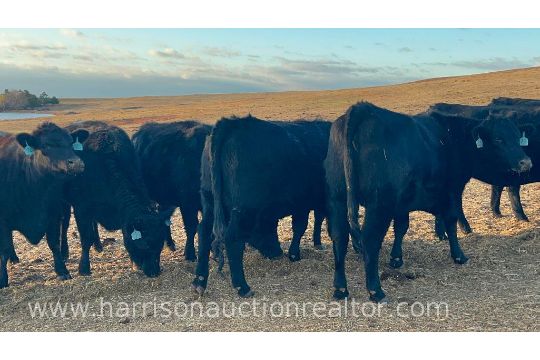 10 Heifers bred to Low Birth Weight Bulls Approx Due on 3-19 - Image 49 of 78