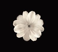 Bergkristall-Blüte, feine Blüte aus einem Stück