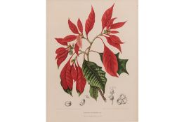 A 19TH CENTURY DUTCH BOTANICAL PRINT - CHRISTMAS STAR