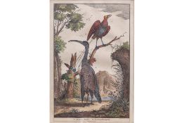 AN 18TH CENTURY DUTCH PRINT OF INDONESIAN BIRDS