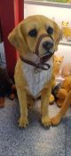 BOX NEW RESIN LABRADOR/GOLDEN RETRIEVER