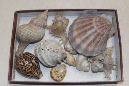 A quantity of sea shells