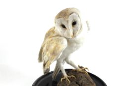 A barn owl set on tree stump in glass dome, approx. 16¼