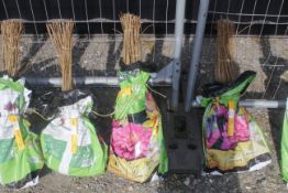 A bag containing 50 Field Maple whips - Please no