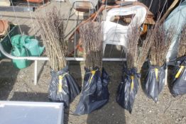 A bag containing 100 Hawthorn whips - Please note