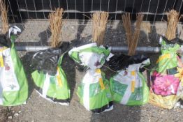 A bag containing 50 Field Maple whips - Please no