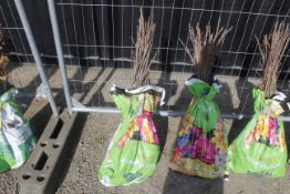 A bag containing 50 Sweet Chestnut whips - Please