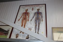 A framed and glazed circulatory system poster