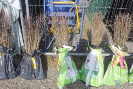 A bag containing 50 Blackthorn whips - Please not