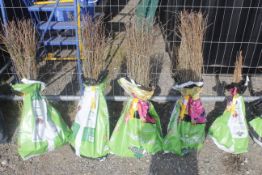 A bag containing 50 Blackthorn whips - Please not