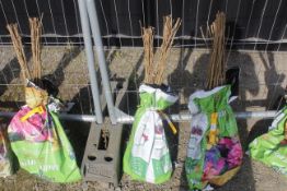 A bag containing 50 Hazel whips - Please note thi