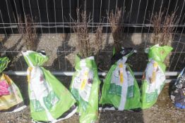 A bag containing 50 Crab Apple trees - Please not