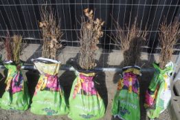 A bag containing 50 Oak whips - Please note this