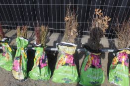 A bag containing 50 Oak whips - Please note this