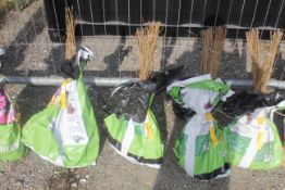 A bag containing 50 Field Maple whips - Please no