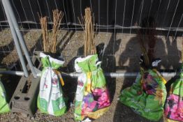 A bag containing 50 Hazel whips - Please note thi