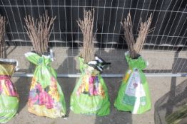 A bag containing 50 Sweet Chestnut whips - Please