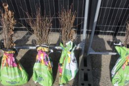 A bag containing 50 Oak whips - Please note this