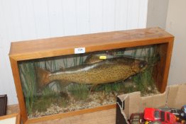 A cased model of a trout