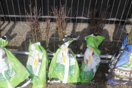 A bag containing 50 Crab Apple trees - Please not