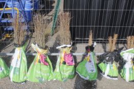 A bag containing 50 Blackthorn whips - Please not