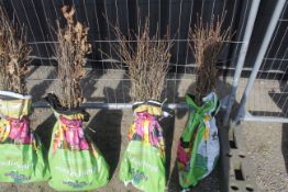 A bag containing 50 Oak whips - Please note this