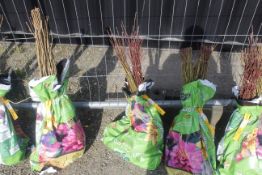 A bag containing 50 Dog Wood whips - Please note