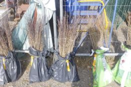 A bag containing 100 Hawthorn whips - Please note