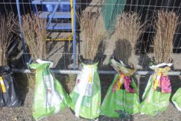A bag containing 50 Blackthorn whips - Please not