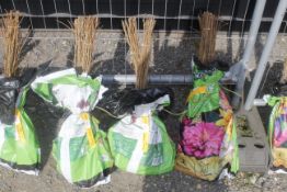 A bag containing 50 Field Maple whips - Please no