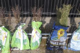 A bag containing 50 Crab Apple trees - Please not