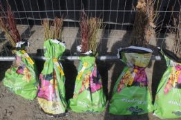 A bag containing 50 Dog Wood whips - Please note