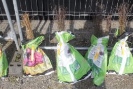 A bag containing 50 Crab Apple trees - Please not