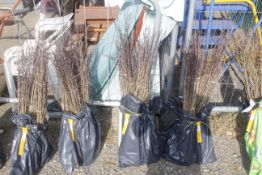 A bag containing 100 Hawthorn whips - Please note